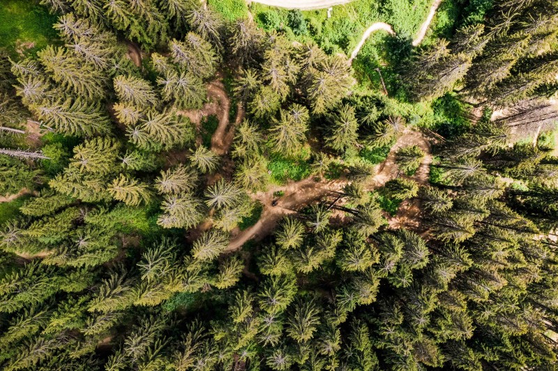 Forêt de Proclou