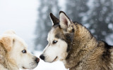 avoriaz-1800-2-9128719
