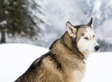 avoriaz-1800-6-9128717