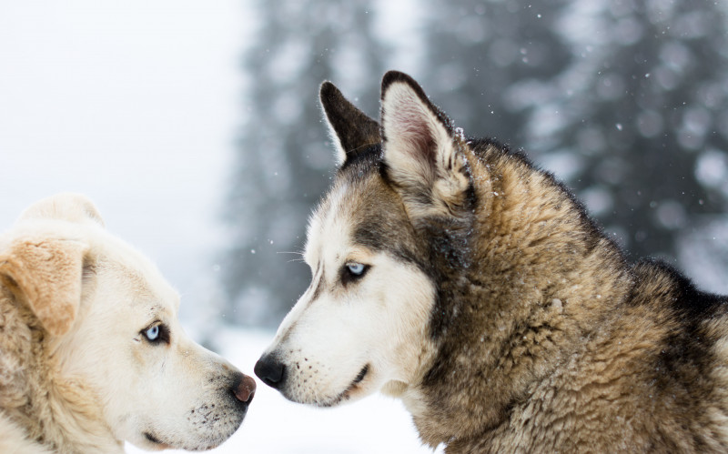 avoriaz-1800-2-9128719